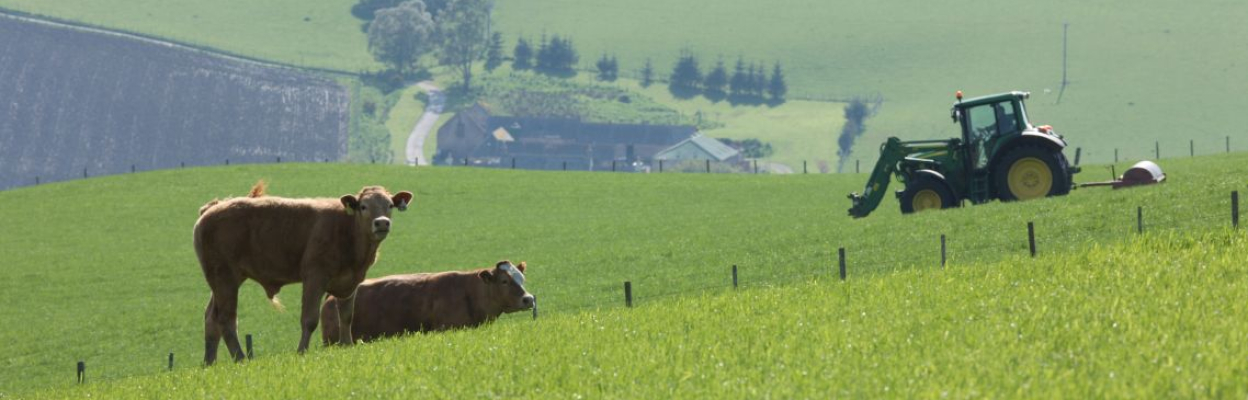 Cattle grazing in farmland on Glenlivet Estate