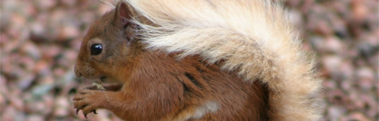 Red squirrel