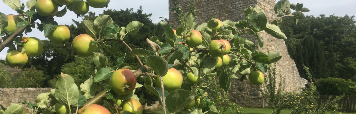 Apple tree in front of Drumin Castle