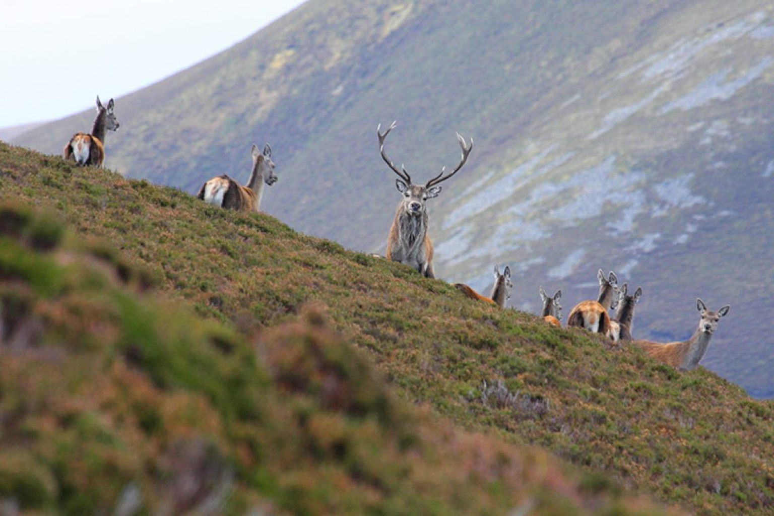 Red Deer (Credit. David Newland)