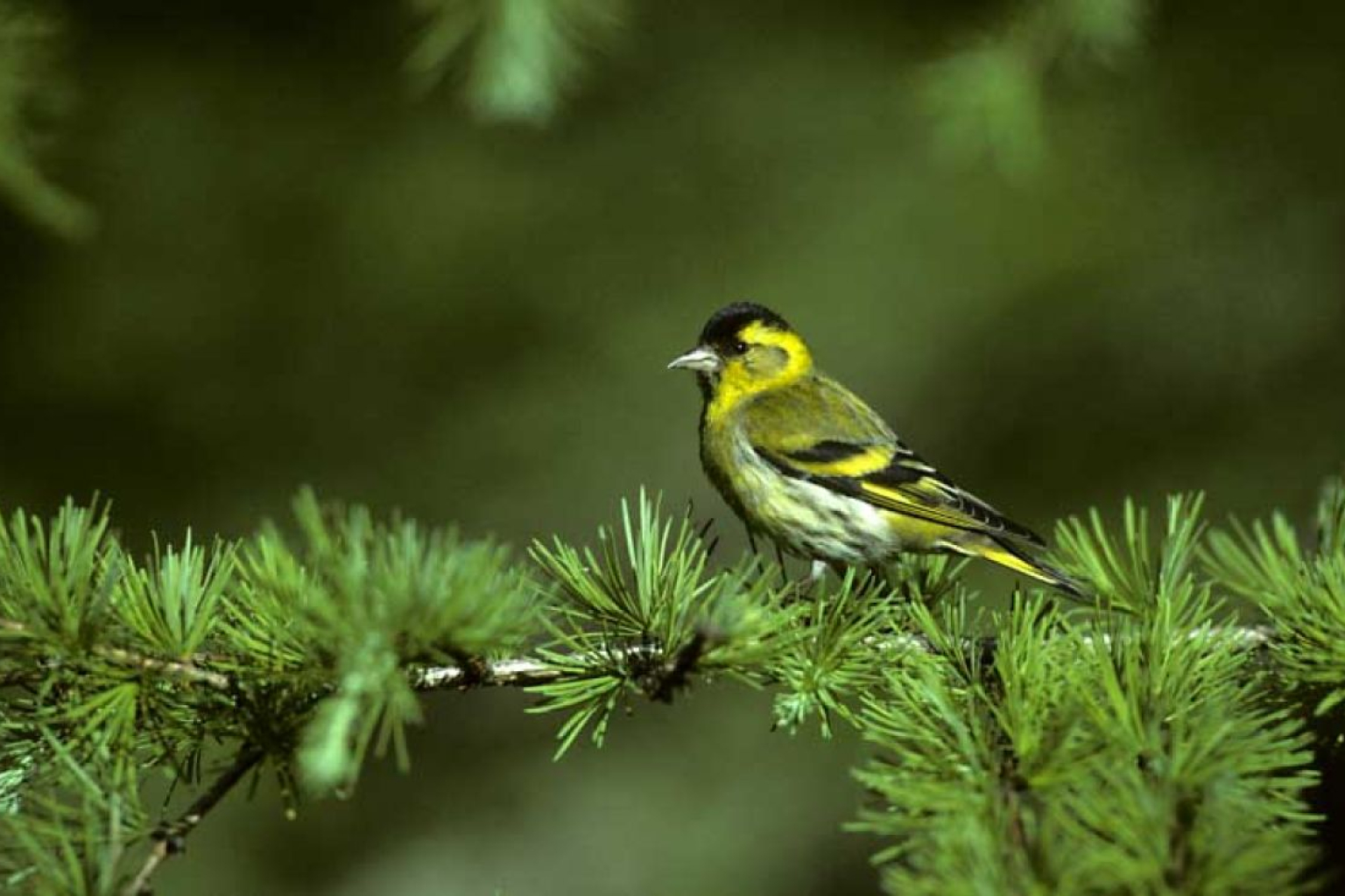 Siskins can be seen in this habitat