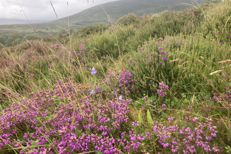Harebell and heather on the Bochel Circuit